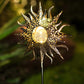 Sun Crackle Glass Ball Solar Lights Garden Stake