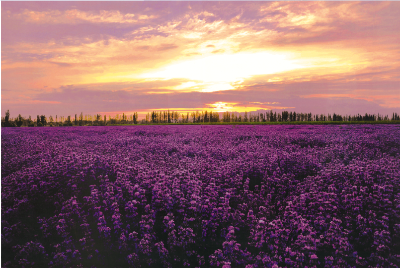 Sunset Lavender Field 1000 Pieces Jigsaw Puzzles