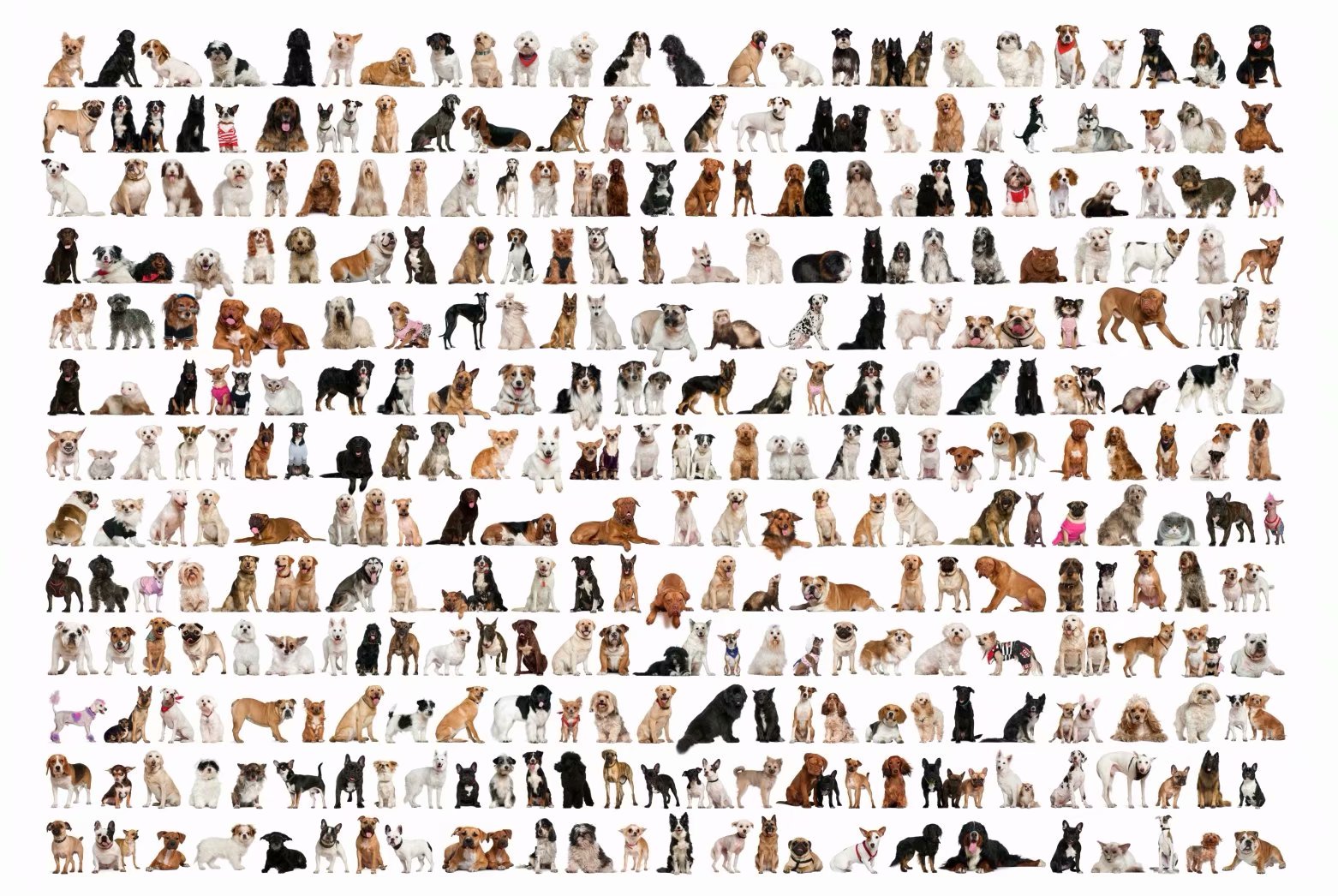 All Dog Breeds Chart 1000 Pieces Jigsaw Puzzles